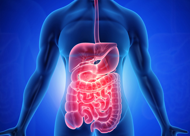 anatomia-kai-pathiseis-koiliakis-xwras