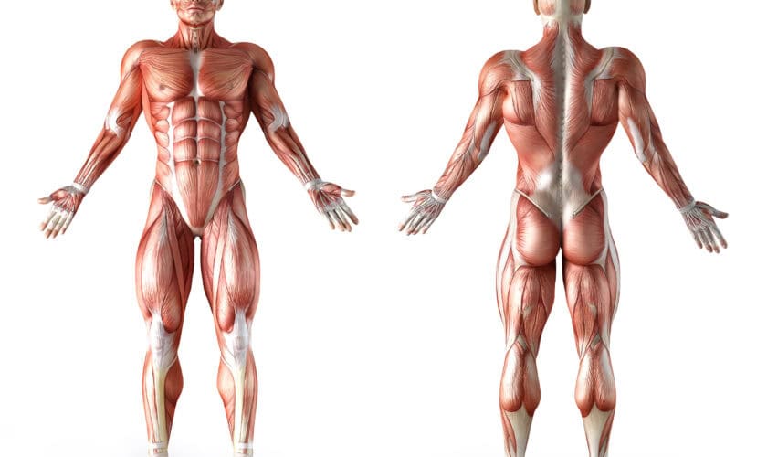 muscular-system-840x500