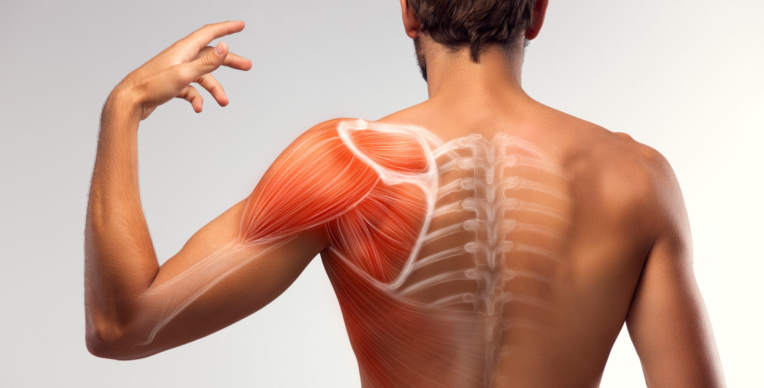 Man view from back. Blades, shoulder and trapezoid illustration.